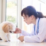 具合の悪いワンコと獣医師