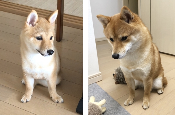凜太郎の生後4ヶ月との比較