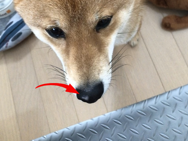 凜太郎の鼻のキズ