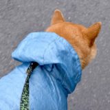 レインコートを着た柴犬