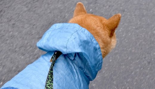 雨の日も犬の散歩は行くべき？飼い始める前に知っておきたい注意点
