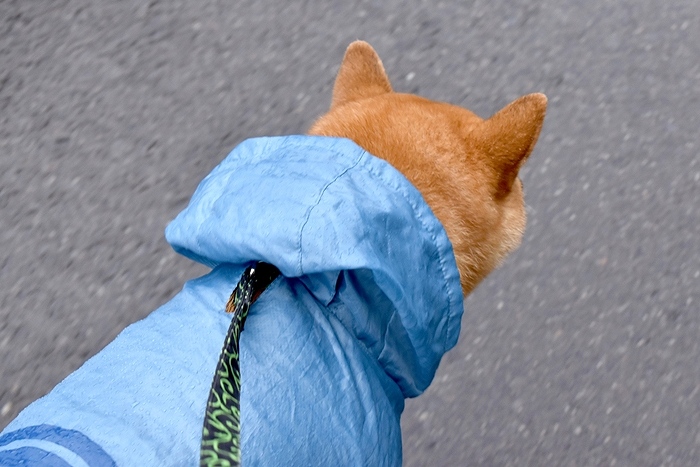 レインコートを着た柴犬