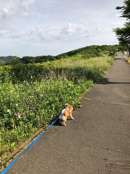 夏の散歩をする凜太郎