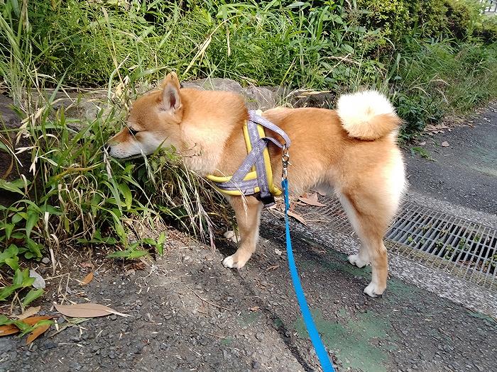 草むらを散歩する凜太郎